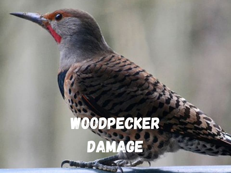 Woodpecker Damage