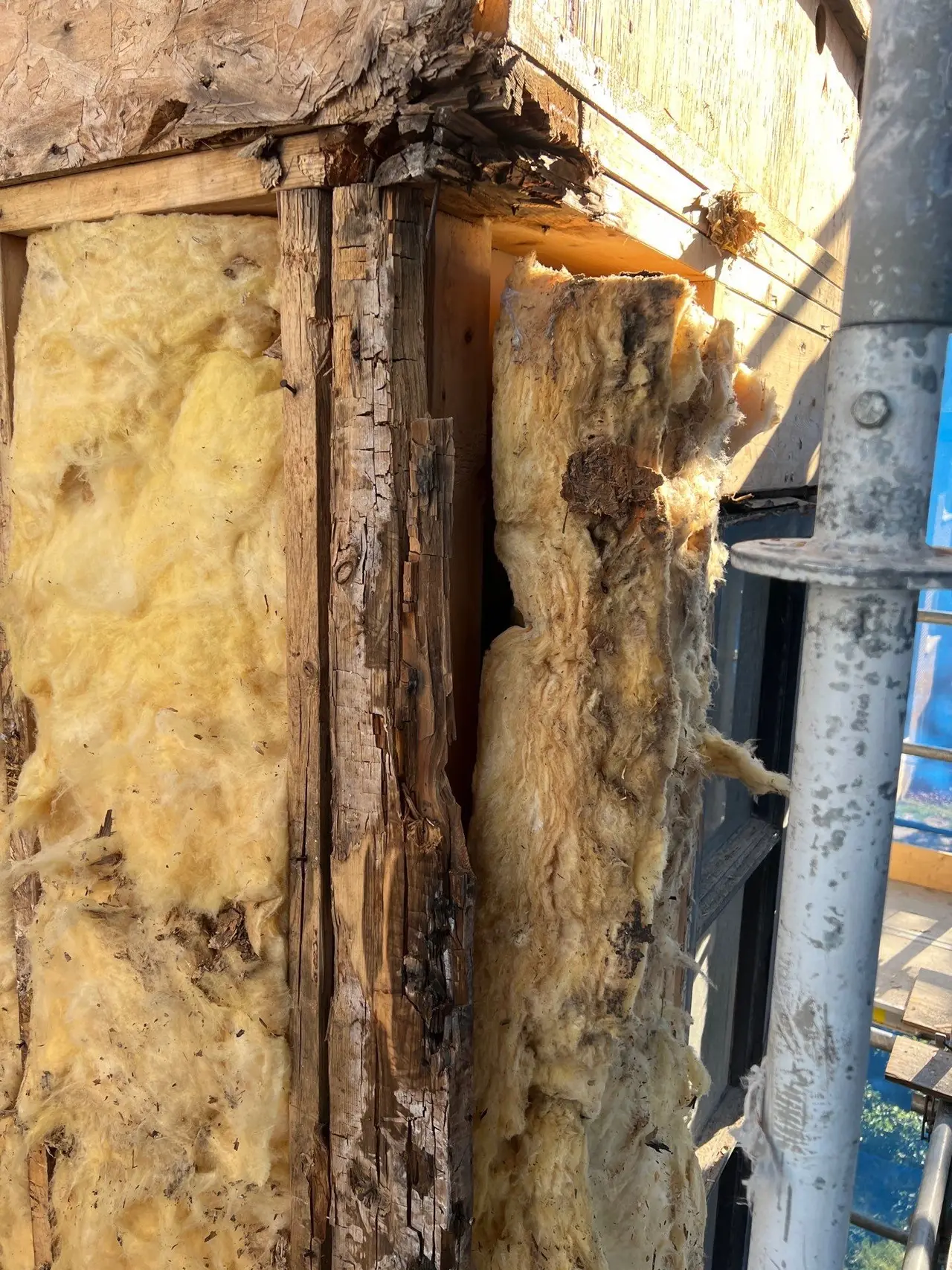 Split and decayed wall stud with water-stained fibreglass batt insulation exposed during exterior wall demolition