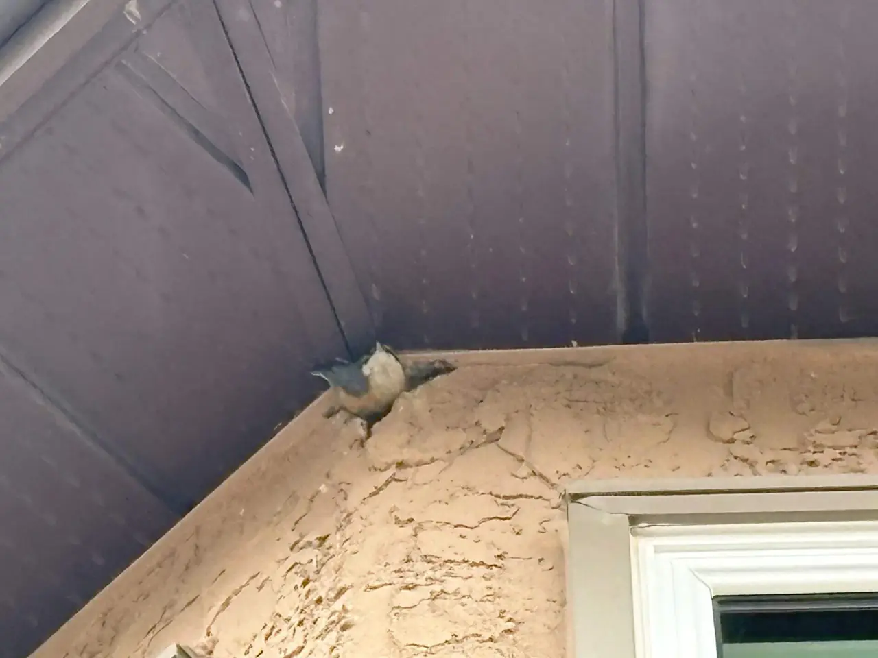 Woodpecker pecking stucco in real time at 182 Christie Knoll Heights, Calgary SW