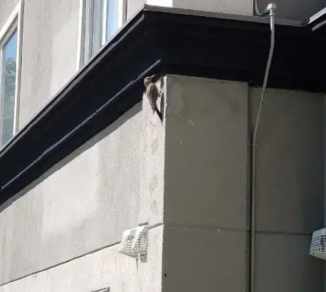 Woodpecker damaging stucco on a Calgary home