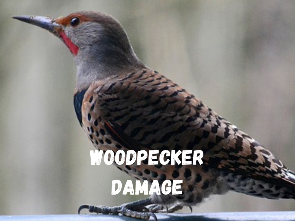 woodpecker in calgary